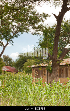 Maison de brique de boue entouré par une récolte de maïs. Kikwe District Arumeru Village Arusha Tanzania Banque D'Images