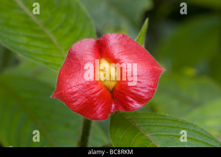 HOTLIPS (Psychotria poeppigiana) des médicaments, Cockscomb basin Wildlife Sanctuary, le Belize . Banque D'Images