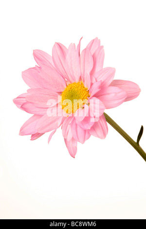 Daisy peuvent se référer à une fleur de la famille des Asteraceae, surtout le Bellis perennis daisy commun. Banque D'Images