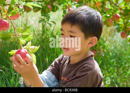 Asian boy la cueillette des pommes Au verger de pommes biologiques Banque D'Images