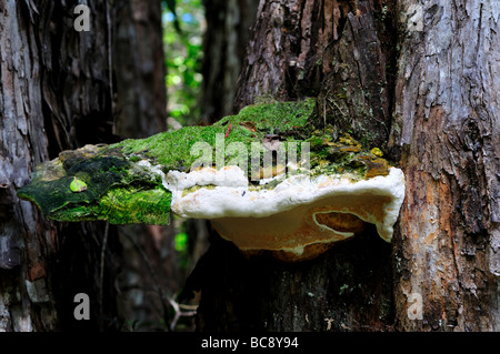 Un géant des champignons sur un tronc d'arbre, Hawaii, USA. Banque D'Images