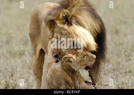 Stock photo d'un homme tuant un lion cub, Ndutu, Tanzanie, février 2009. Banque D'Images