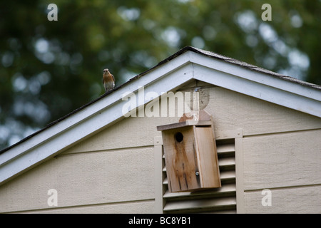 Blue Bird femme monte la garde par sa boîte du nid. Banque D'Images