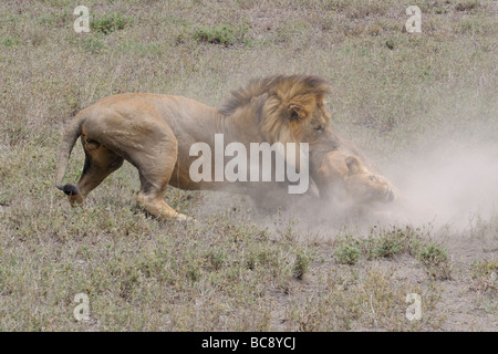 Stock photo d'un grand mâle attaquant et tuant un lion cub, Ndutu, Tanzanie, février 2009. Banque D'Images