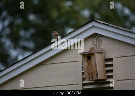 Blue Bird femme monte la garde par sa boîte du nid. Banque D'Images