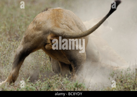 Stock photo d'un grand mâle attaquant et tuant un lion cub, Ndutu, Tanzanie, février 2009. Banque D'Images