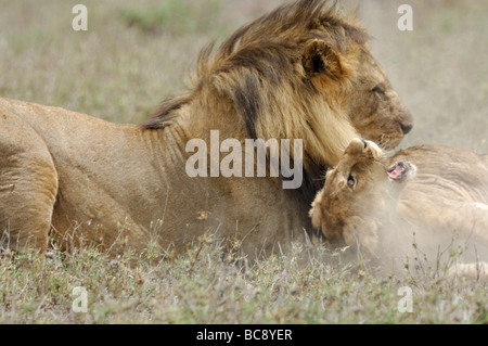 Stock photo d'un grand mâle attaquant et tuant un lion cub, Ndutu, Tanzanie, février 2009. Banque D'Images