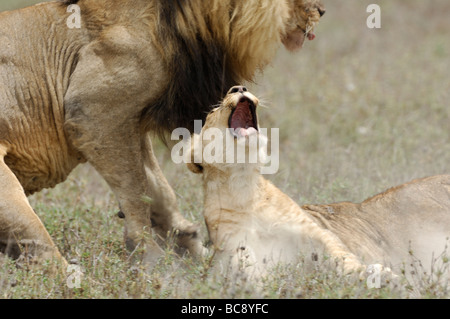 Stock photo d'un grand mâle attaquant et tuant un lion cub, Ndutu, Tanzanie, février 2009. Banque D'Images