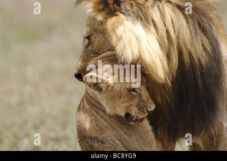 Stock photo d'un grand mâle attaquant et tuant un lion cub, Ndutu, Tanzanie, février 2009. Banque D'Images