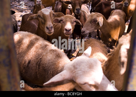 Le mouton domestique (Ovis aries) sont des mammifères quadrupède ruminant, généralement conservés comme du bétail. Comme tous les ruminants, les moutons sont membres Banque D'Images