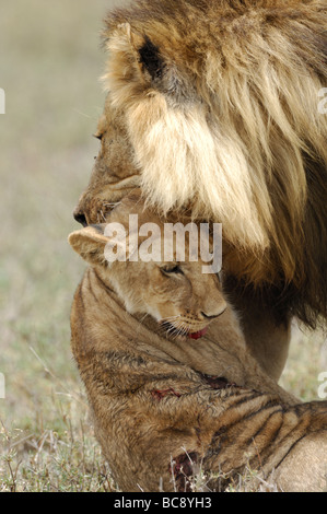 Stock photo d'un grand mâle attaquant et tuant un lion cub, Ndutu, Tanzanie, février 2009. Banque D'Images