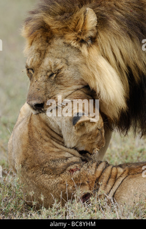 Stock photo d'un grand mâle attaquant et tuant un lion cub, Ndutu, Tanzanie, février 2009. Banque D'Images