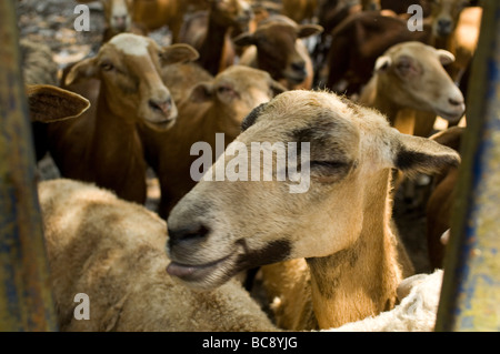 Le mouton domestique (Ovis aries) sont des mammifères quadrupède ruminant, généralement conservés comme du bétail. Comme tous les ruminants, les moutons sont membres Banque D'Images