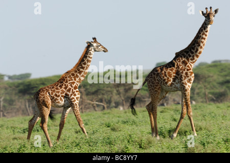 Stock photo de deux girafes Masai marcher à travers les plaines Ndutu, Tanzanie, février 2009. Banque D'Images