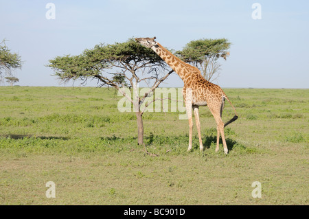 Stock photo d'une girafe Masaï mangeant de l'haut d'un arbre, d'acacia, Tanzanie, 2009 Ndutu. Banque D'Images