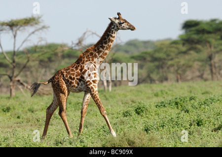 Stock photo d'une girafe de marcher à travers les plaines à herbes courtes de Ndutu, en face de la forêt, février 2009. Banque D'Images