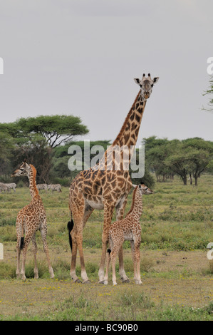 Stock photo d'une girafe vache et veau debout ensemble dans la forêt, Ndutu Tanzanie, 2009. Banque D'Images