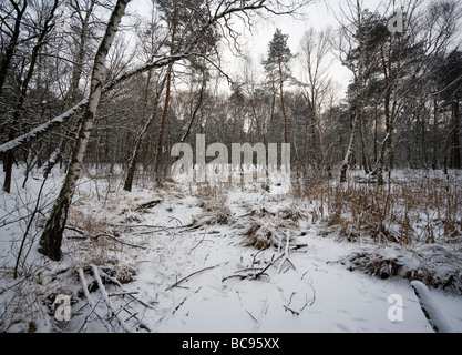 L'hiver Banque D'Images