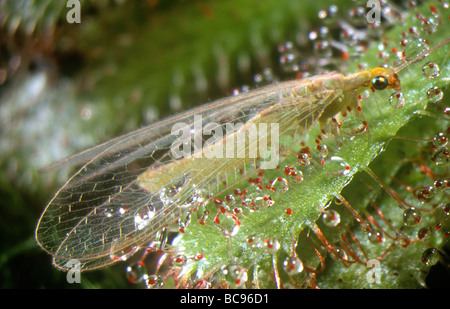 Chrysope verte, Chrysopa septempunctata, pris sur la feuille d'une politique commune de rossolis (Drosera spatulata) Une plante carnivore Banque D'Images