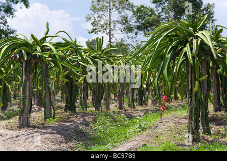 Fruit du dragon (aussi Pitaya) plantation - La province de Siem Reap, Cambodge Banque D'Images