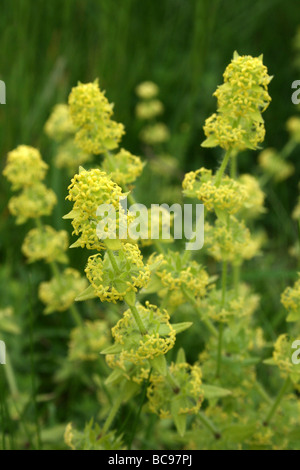 Cruciata laevipes Crosswort prises à Malham, Yorkshire, UK Banque D'Images