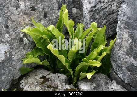 Scolopendre Asplenium scolopendrium prises à Malham, Yorkshire, UK Banque D'Images