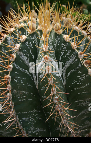 Close Up d'épines de cactus prises sur le Zoo de Chester, England, UK Banque D'Images