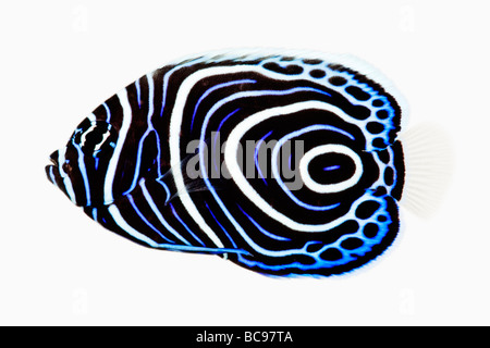 L'Empereur juvénile angelfish Pomacanthus imperator marins tropicaux carnivores poissons coralliens indo-pacifique Dist l'Afrique de l'Est de la Mer Rouge Banque D'Images