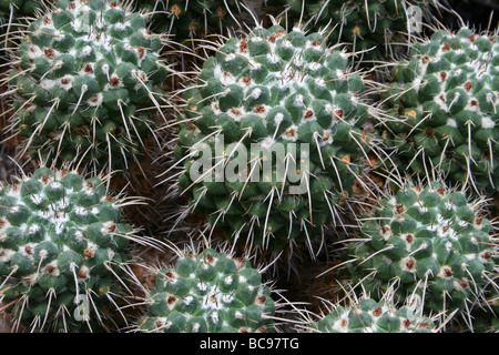 Close Up of Cactus prises sur le Zoo de Chester, England, UK Banque D'Images