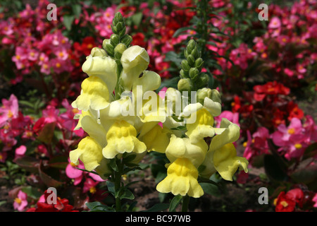 Garden Snapdragon Antirrhinum majus fleurs prises sur le Zoo de Chester, England, UK Banque D'Images