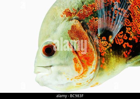 Astonotus ocellatus Oscar pêcher les poissons d'eau douce tropicaux Dist Brésil Guinée française la Colombie et le Pérou, amazon river Banque D'Images