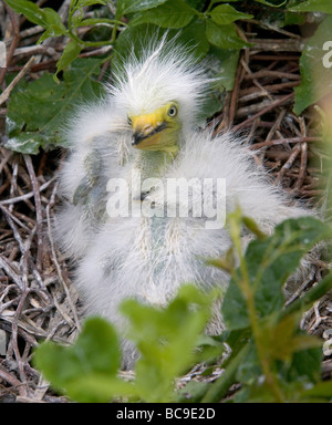 3 Grande aigrette poussins dans le nid Banque D'Images