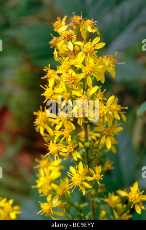 Solidago virgaurea Verge d'Asteraceae UK Banque D'Images