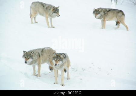 Loups dans la nature sauvage de Geilo, Norvège ferme Banque D'Images