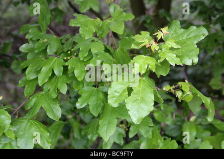 Domaine Maple, Acer campestre, Aceraceae Banque D'Images