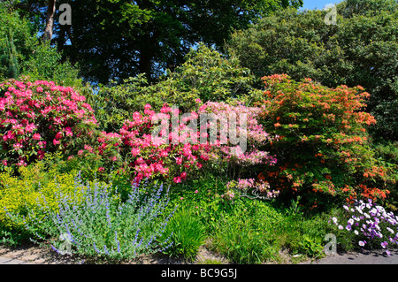 Une frontière ensoleillée en pleine floraison avec une gamme diversifiée de fleurs. Banque D'Images