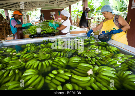 Les bananes du commerce équitable, la République Dominicaine Banque D'Images