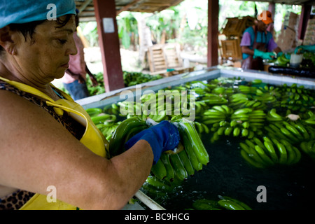 Les bananes du commerce équitable, la République Dominicaine Banque D'Images