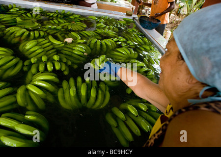 Les bananes du commerce équitable, la République Dominicaine Banque D'Images