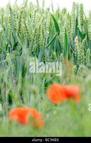 2 coquelicots sur le bord d'un champ de blé Banque D'Images