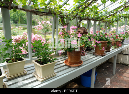 Les plantes de serre plante Jardin Anglais vignes Banque D'Images