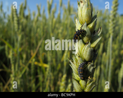 Les larves de coccinelle sur un épi de blé (Triticum) en face d'un champ de seigle. C'est une belle journée d'été avec un ciel bleu. Banque D'Images