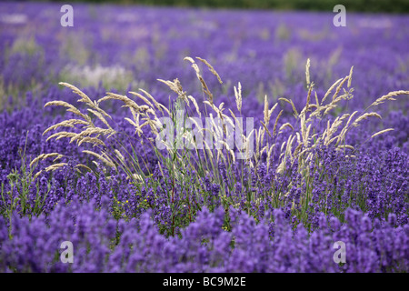 Gros plan de la fleur de lavande violette anglaise autour des herbes dorées Au Royaume-Uni Banque D'Images