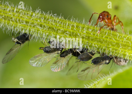 Fourmi Myrmica tendant à pucerons. Le lait qu'ils ces pucerons, le miellat est très riche en sucre. Banque D'Images