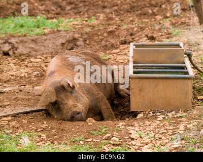 Sow pig abreuvoir en repos Banque D'Images