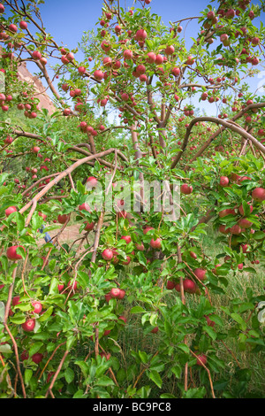 Apple Orchard à Capitol Reef National Park Banque D'Images