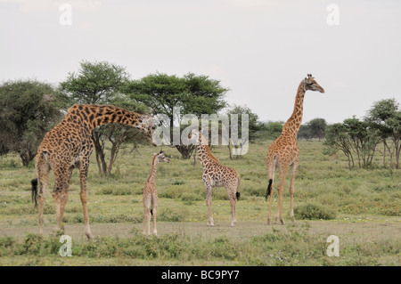 Stock photo d'une girafe vache et veau debout ensemble dans la forêt, Ndutu Tanzanie, 2009. Banque D'Images