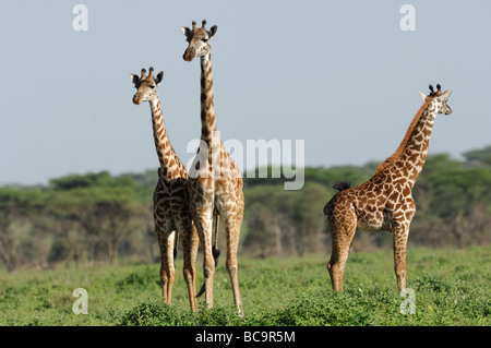Stock photo de trois girafes Standing together, Tanzanie, 2009, Ndutu. Banque D'Images