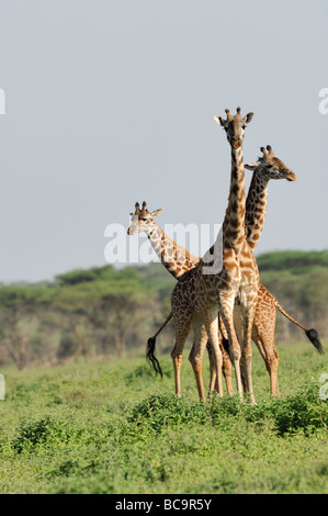 Stock photo de trois girafes Standing together, Tanzanie, 2009, Ndutu. Banque D'Images