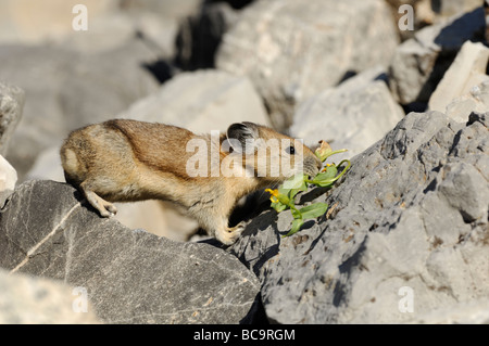 Stock photo d'un pika avec une fleur, montagnes Wasatch, 2008. Banque D'Images